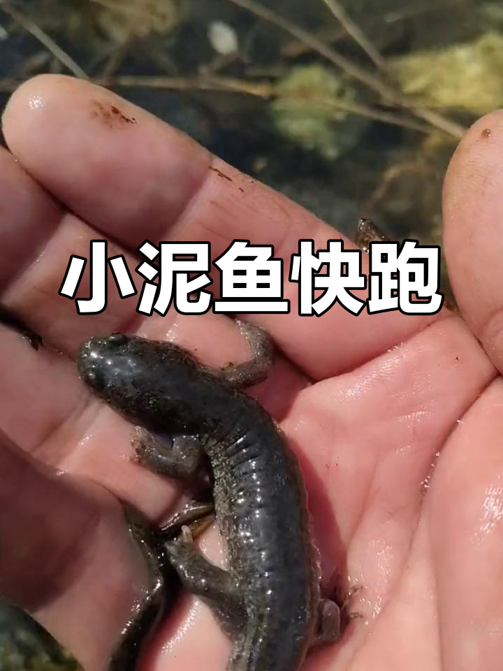 东北小鲵的快速逃生