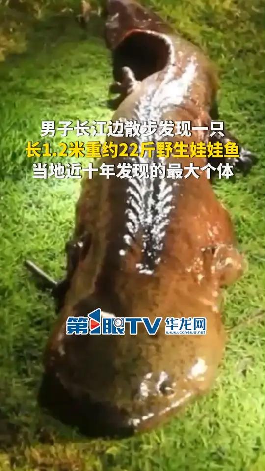 6月12日(报道时间),重庆忠县。男子长江边散步发现一只长1.2米重约22斤野生娃娃鱼,预