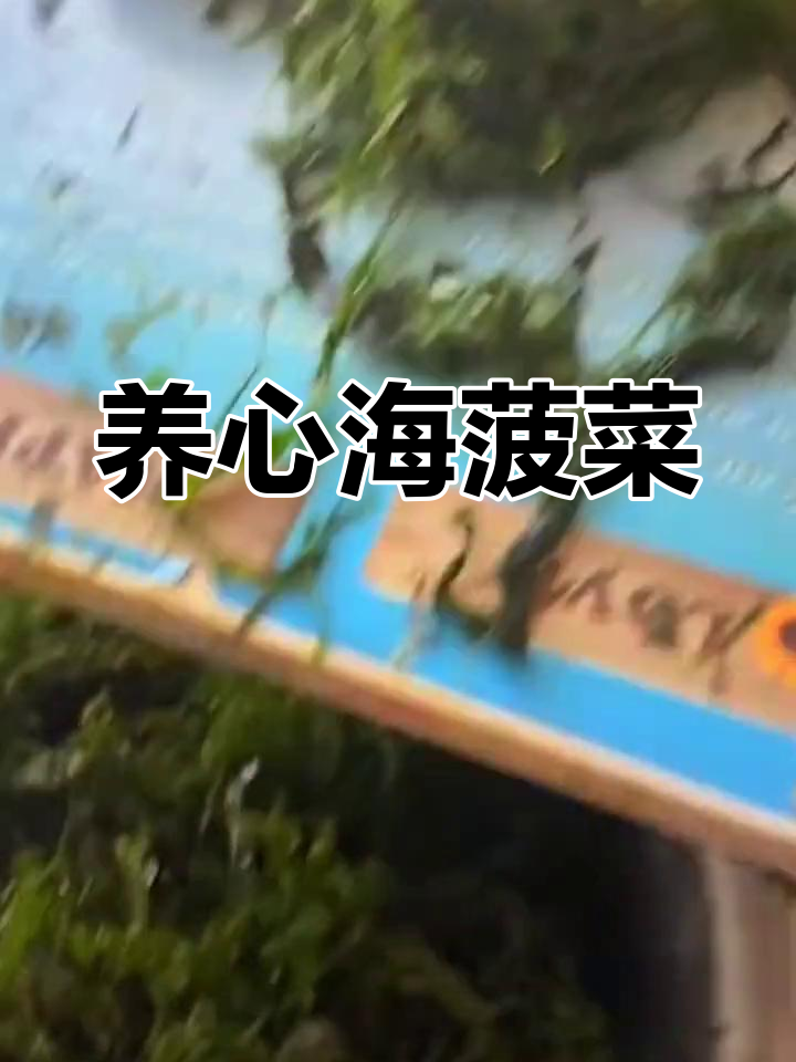 海菠菜:富含钾钙碘,养心护肝