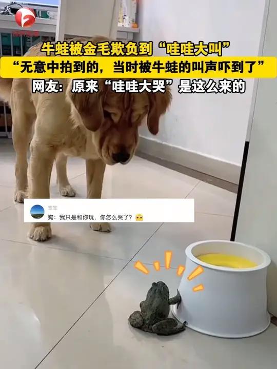 牛蛙被金毛欺负到“哇哇大叫”,“无意中拍到的,当时被牛蛙的叫声吓到了”。网友:原来“哇哇大