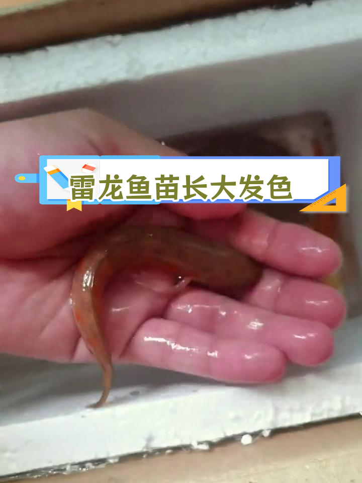 红月鳢鱼苗成长记录,两个月后变化惊人