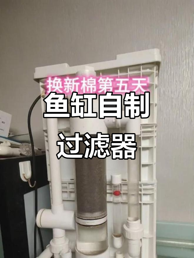 自制周转箱鱼马桶过滤系统,五天清洗一次效果惊人