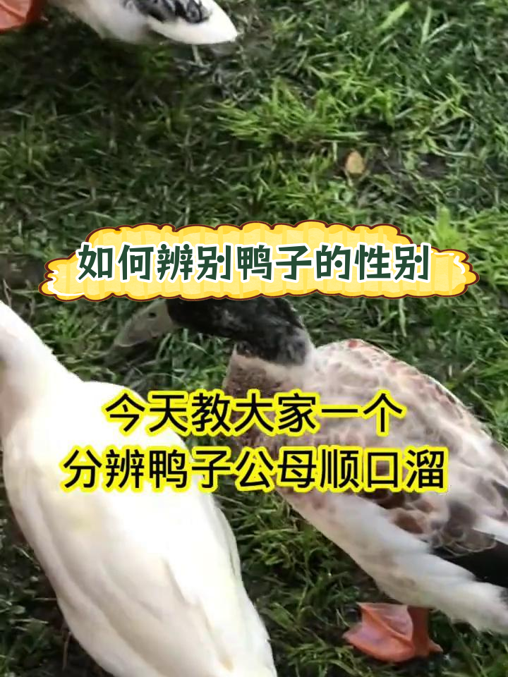 分辨鸭子公母的技巧