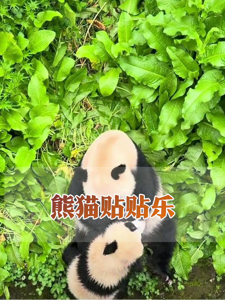 熊猫母子贴贴名场面!小的踩奶大的躺,最后组团摸鱼去