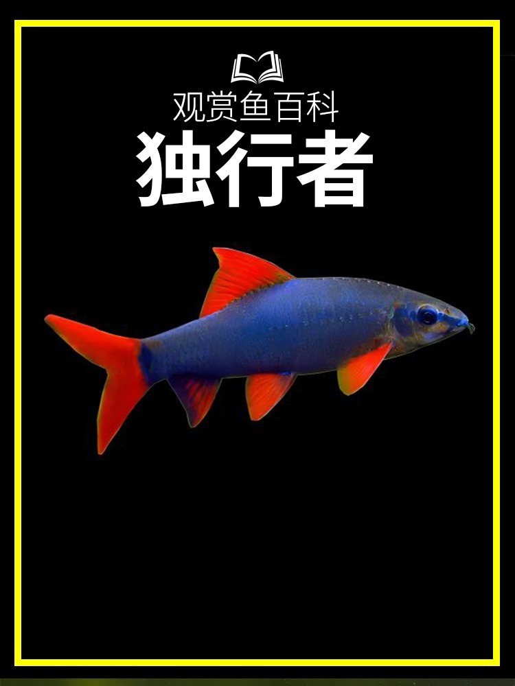 白嫖的观赏鱼百科系列——红尾黑鲨