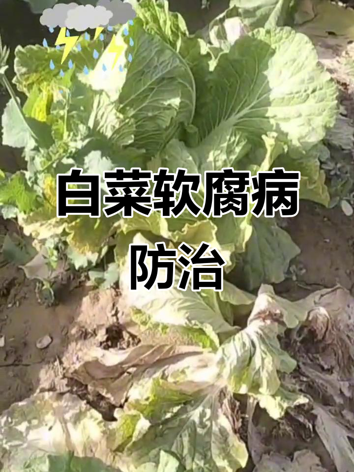 白菜软腐病原因及防治技巧,农民必看!