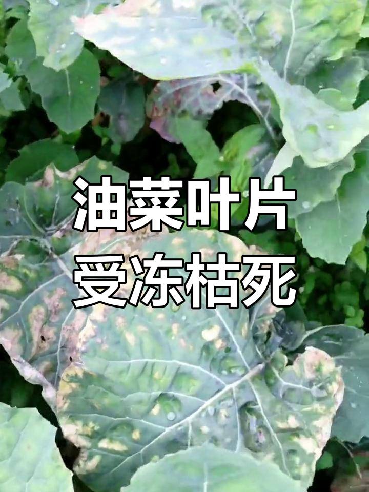 霜冻后油菜叶片出现斑枯,是天气影响而非病害