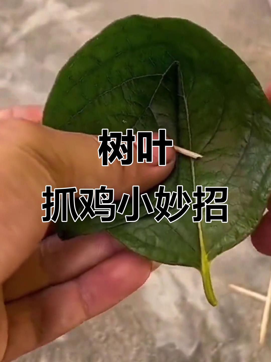 用两片树叶做抓鸡神器,简单又环保