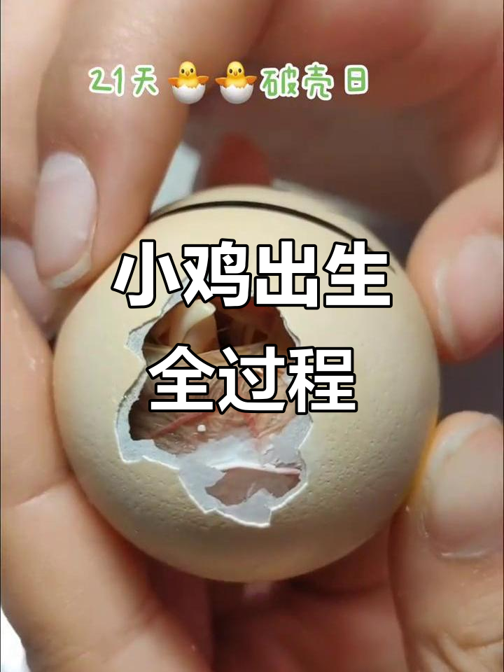 人工孵化小鸡,终于破壳看到了小嘴!