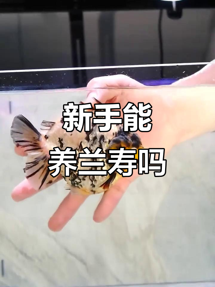 蓝寿鱼新手必看:养它真难,但也能帮你搞定