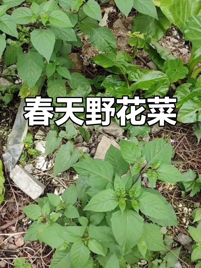 百花菜:春季嫩叶美味,营养丰富,老少皆宜
