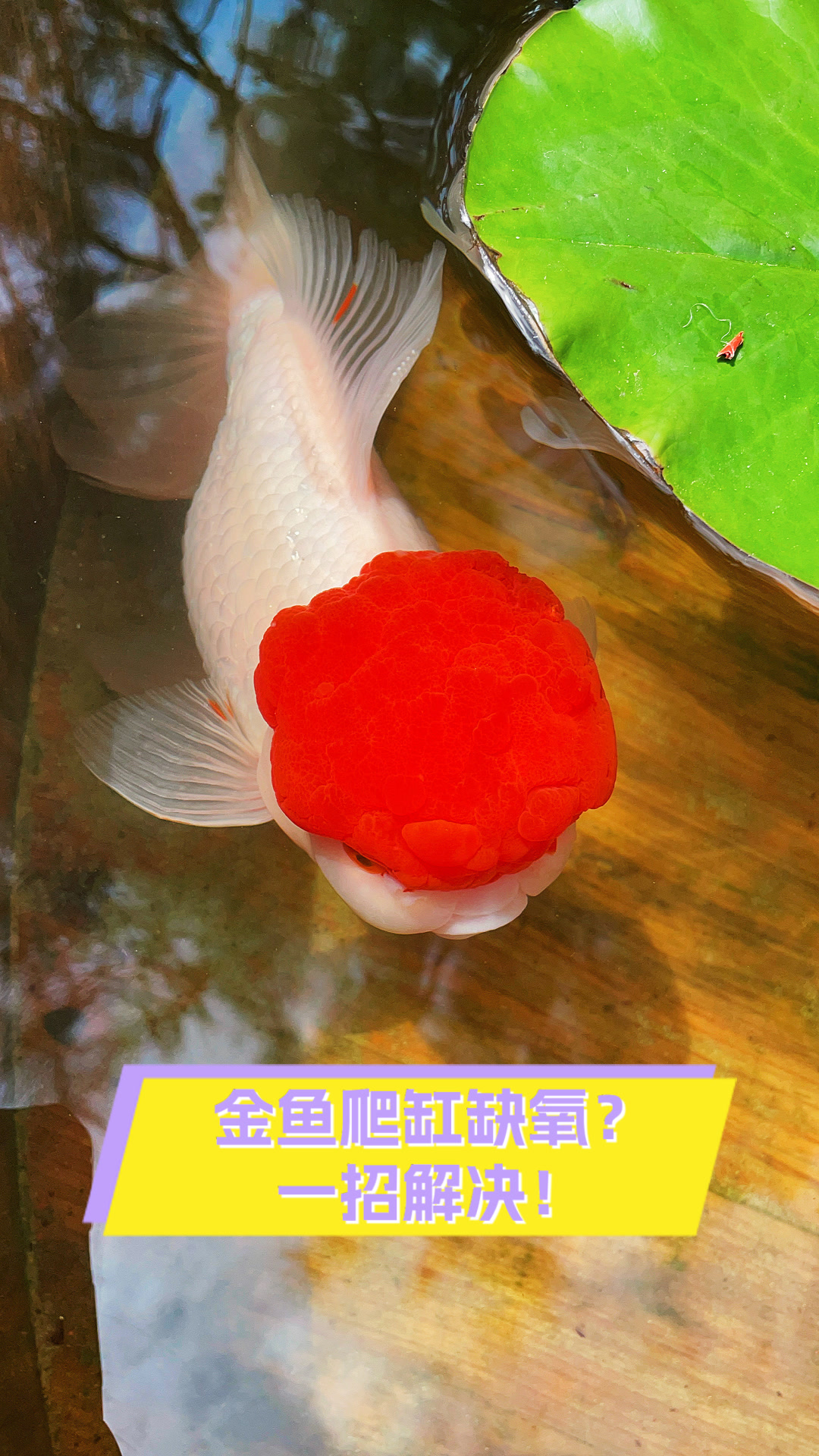 金鱼爬缸缺氧?一招解决!