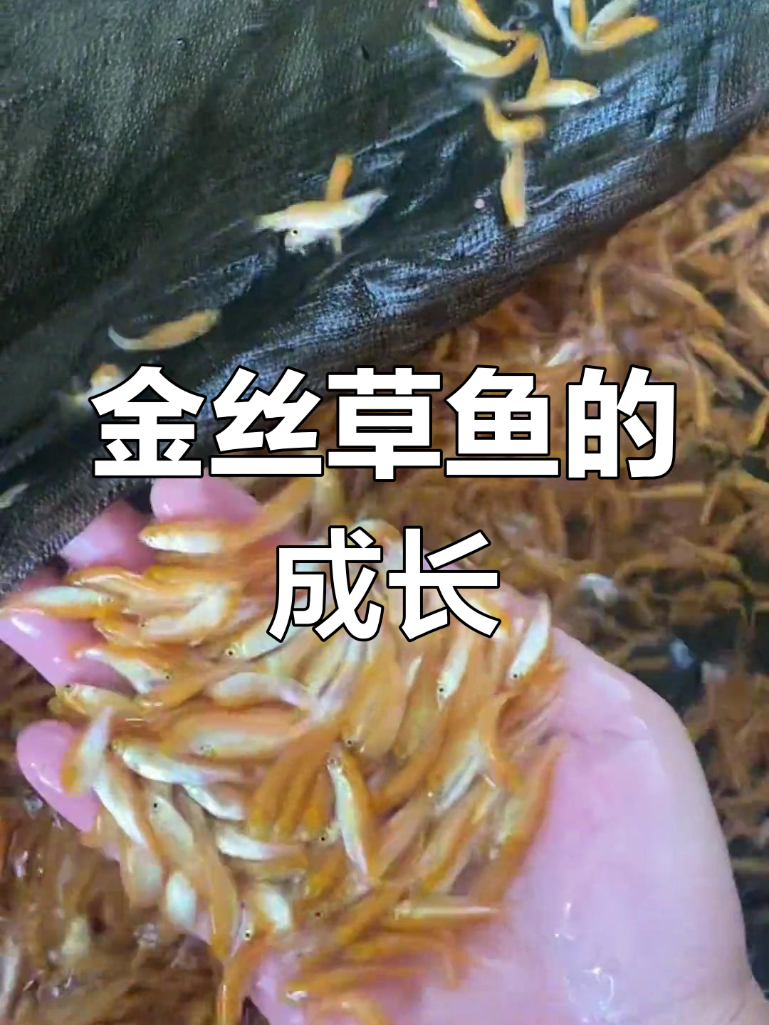 小小金草鱼苗,长大后比黄金还美!