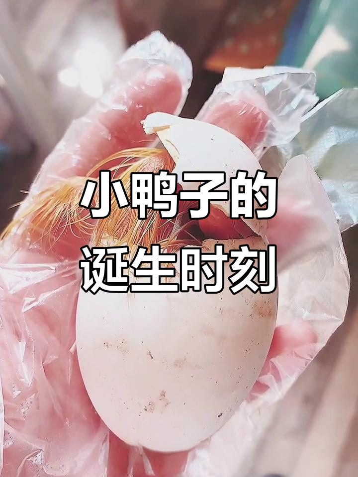 小鸭子破壳全过程,28天艰辛孵化终于迎来新生