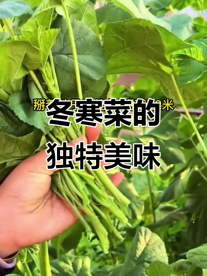 冬寒菜,口感如糯米,被誉为“蔬菜之王”