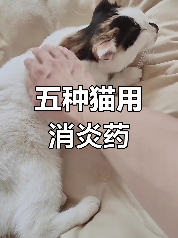 猫咪常用抗菌消炎中草药推荐