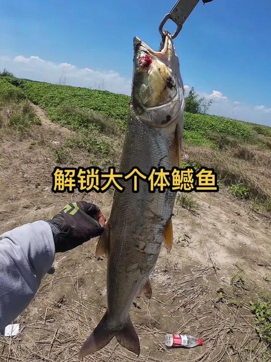 路亚鳡鱼 第一次解锁这么大的,有点激动