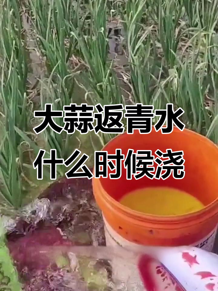 大蒜返青水浇不对,产量大受影响!何时浇水最合适?