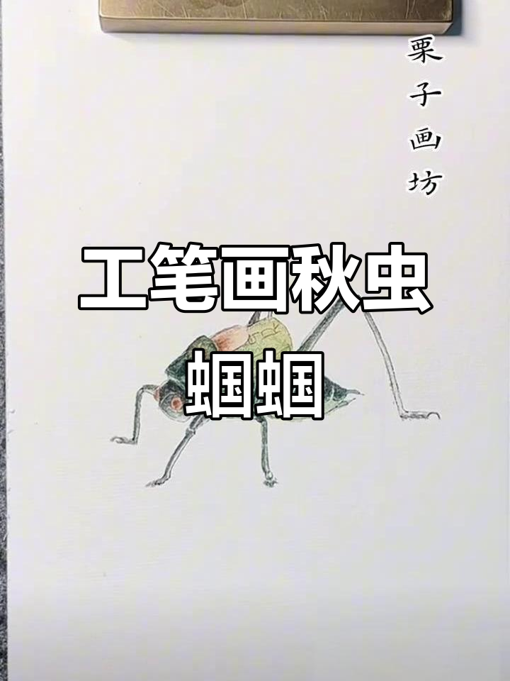 秋虫蝈蝈的国画工笔,细腻描绘与心境共鸣