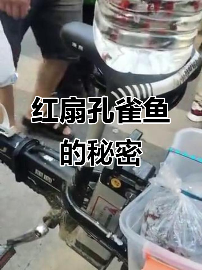 沈阳北市场孔雀鱼与红扇的奇妙故事