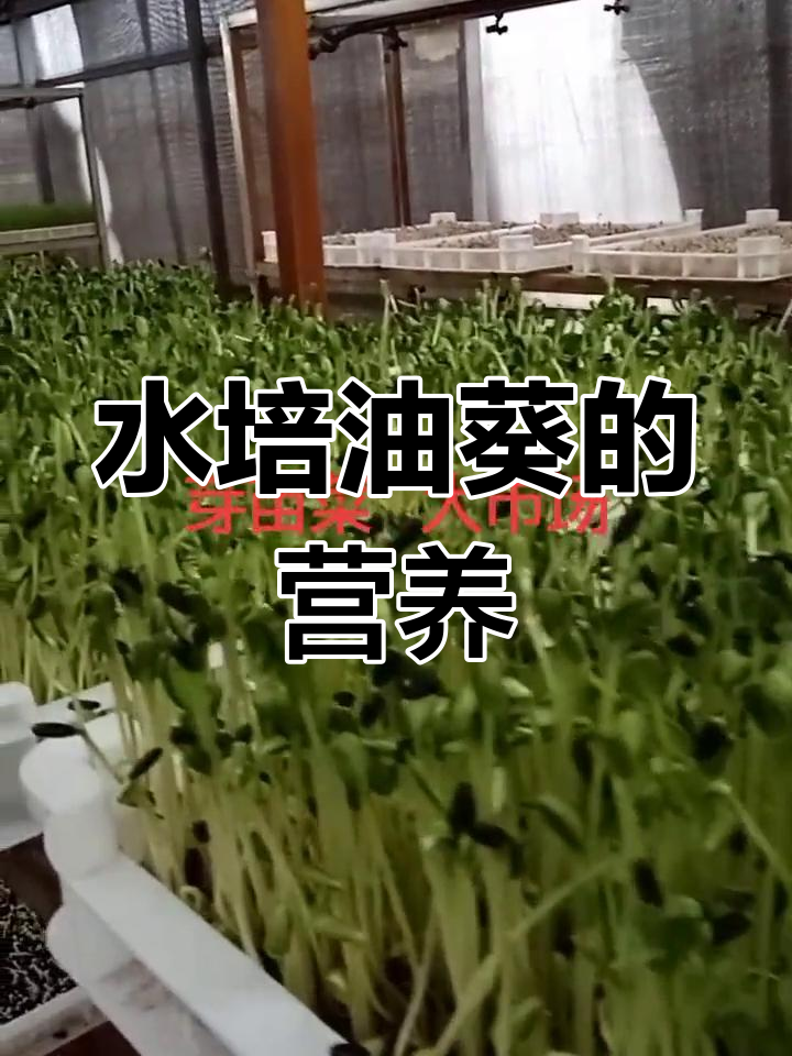 油葵苗富含矿物质与维生素,水培营养价值高