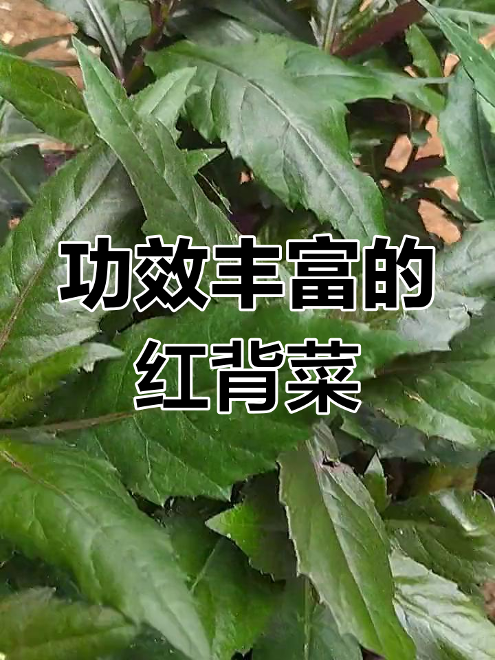 红背菜:消肿止血,清热解毒