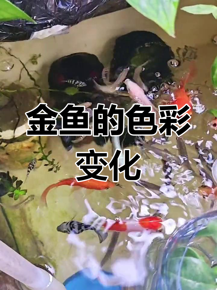 曾经的红白金鱼,如今变成了纯白色;褐色鱼也变了样