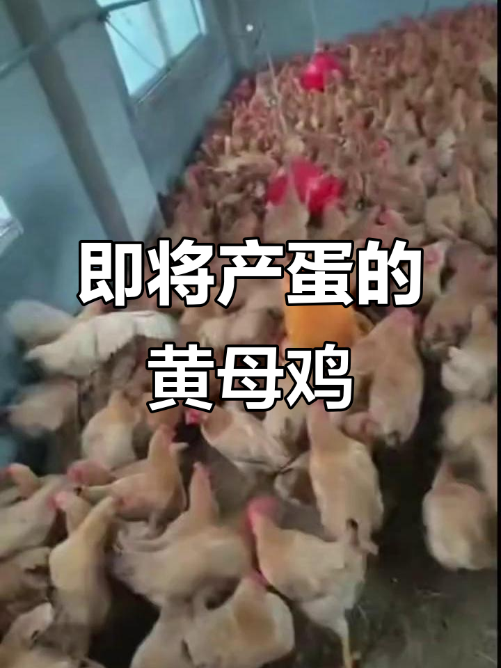 三斤黄母鸡,快下蛋了!养殖创业路上的小故事