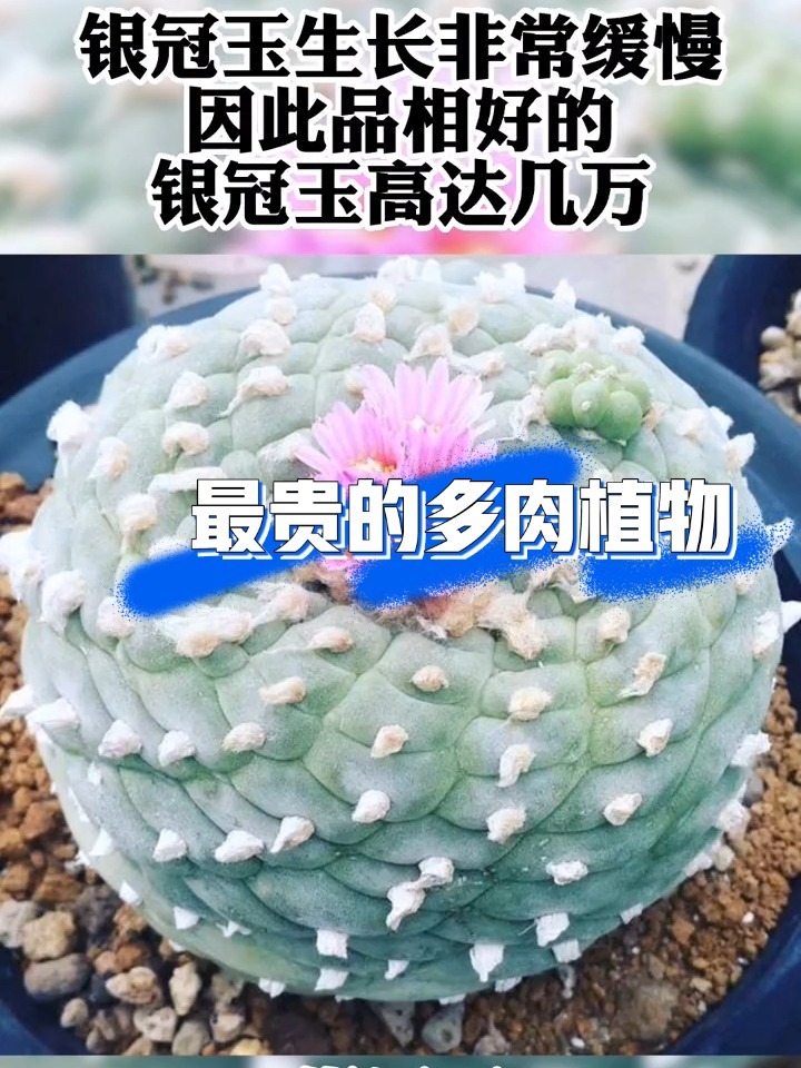 多肉植物~盘点哪些品种最贵