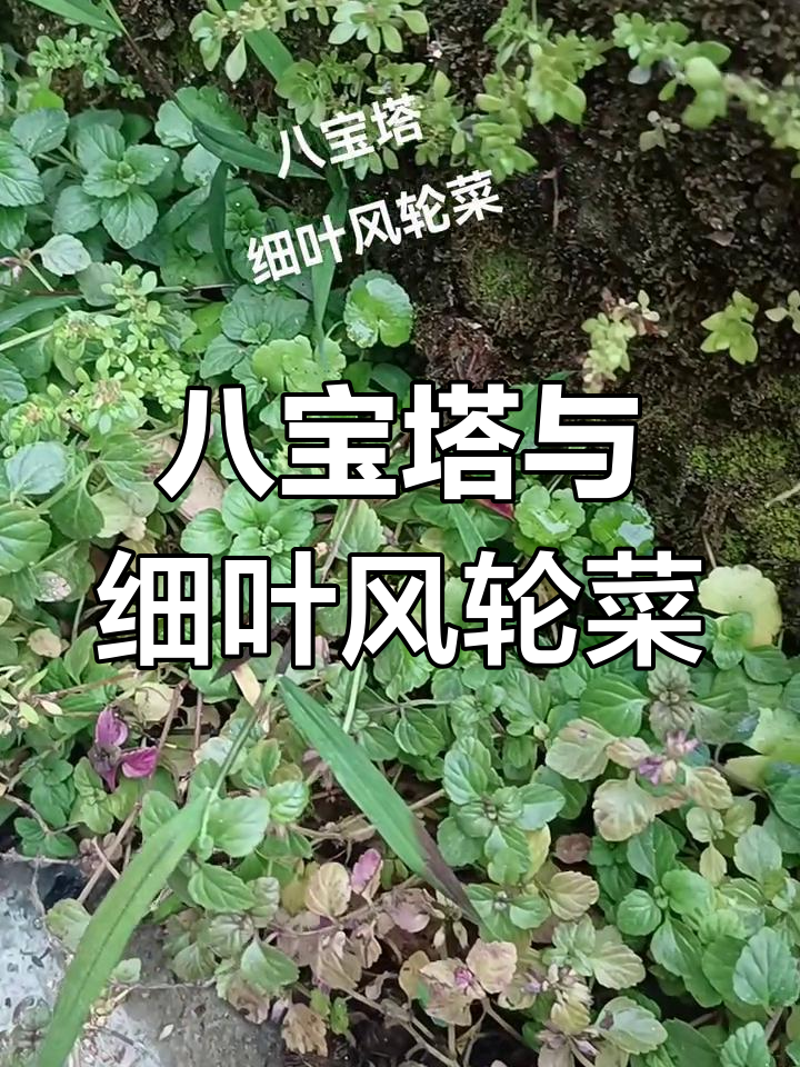 潮汕青草:细叶风轮菜,大自然的馈赠