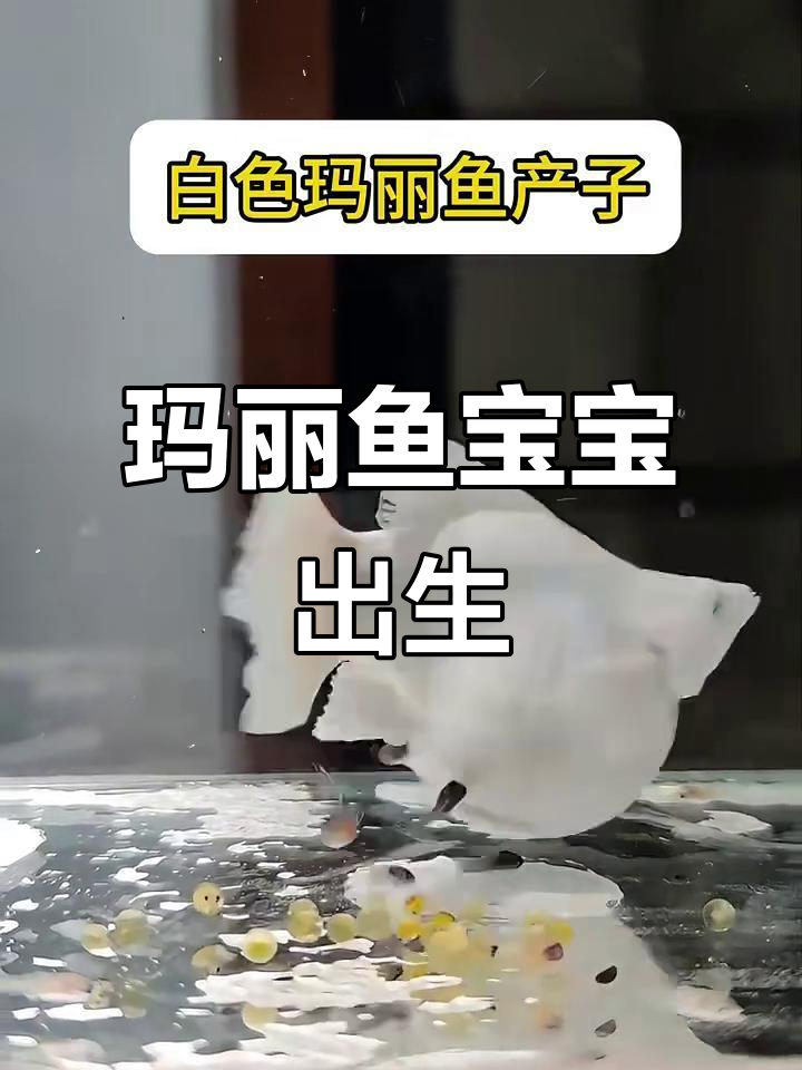 白色玛丽鱼顺利产子,萌态十足