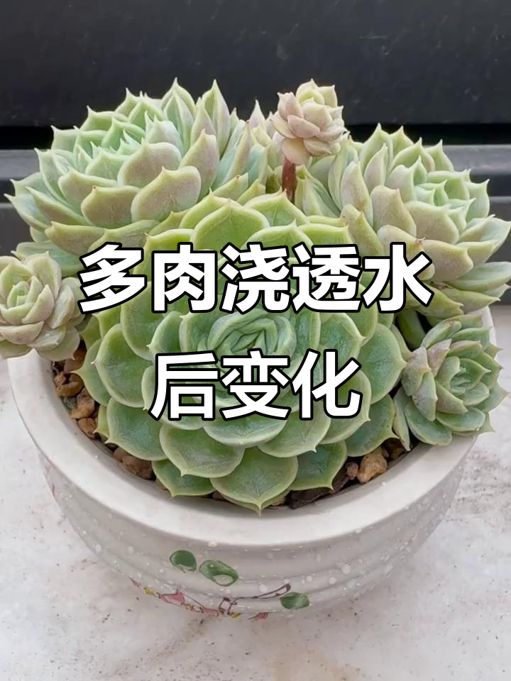 昂斯诺与劳尔多肉浇水前后对比，叶片饱满度大变样