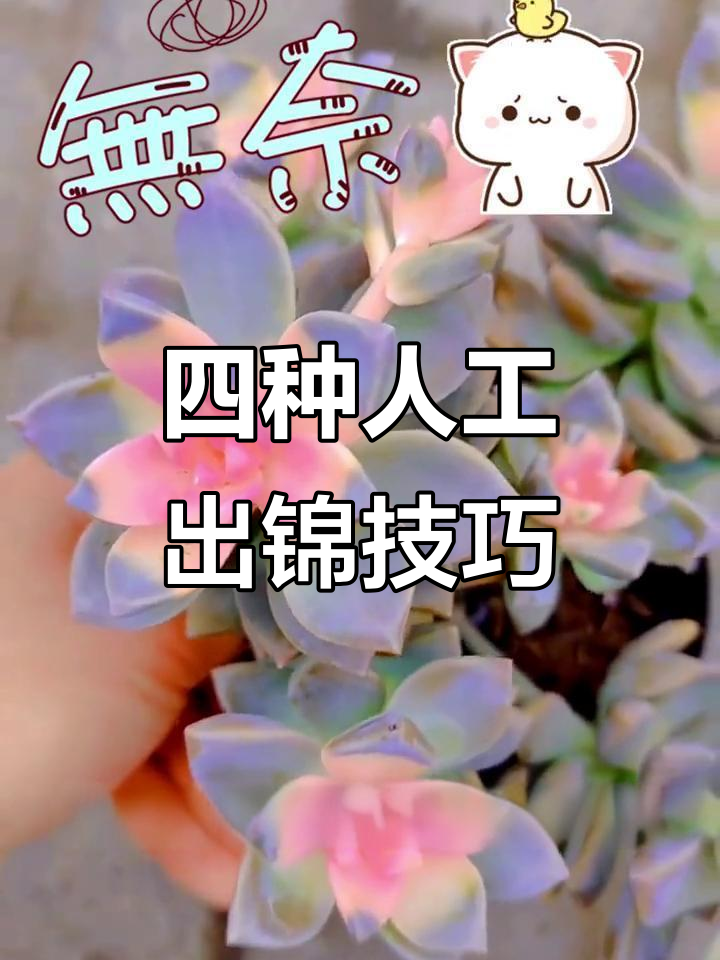 人工出锦的四种神奇方法,多肉植物变异大揭秘