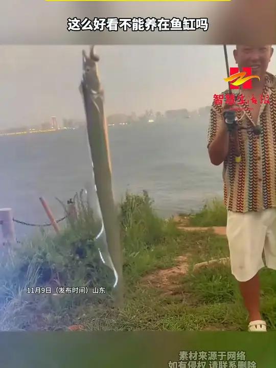 男子钓到一条带鱼 整个鱼身都在镭射反光 这下明白为什么东北叫刀鱼了 这么好看不能养在鱼缸吗