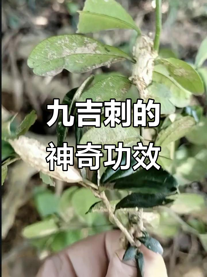 九吉刺能清热宣肺,虫节对结节有显著疗效