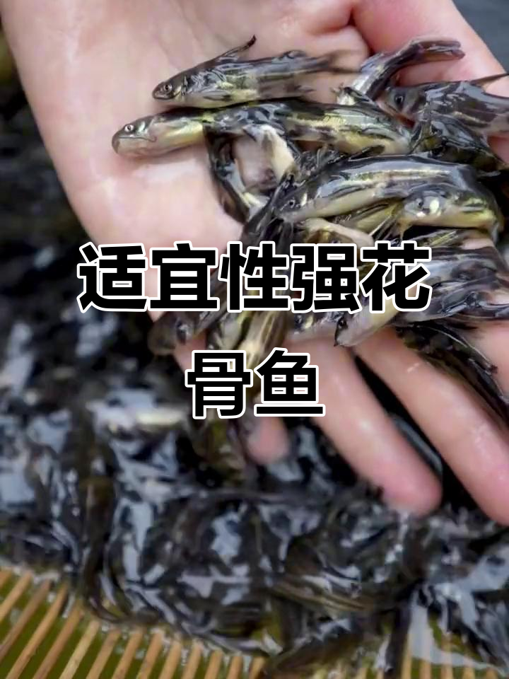 花骨鱼:北方耐寒南方过夏,各地皆宜养殖