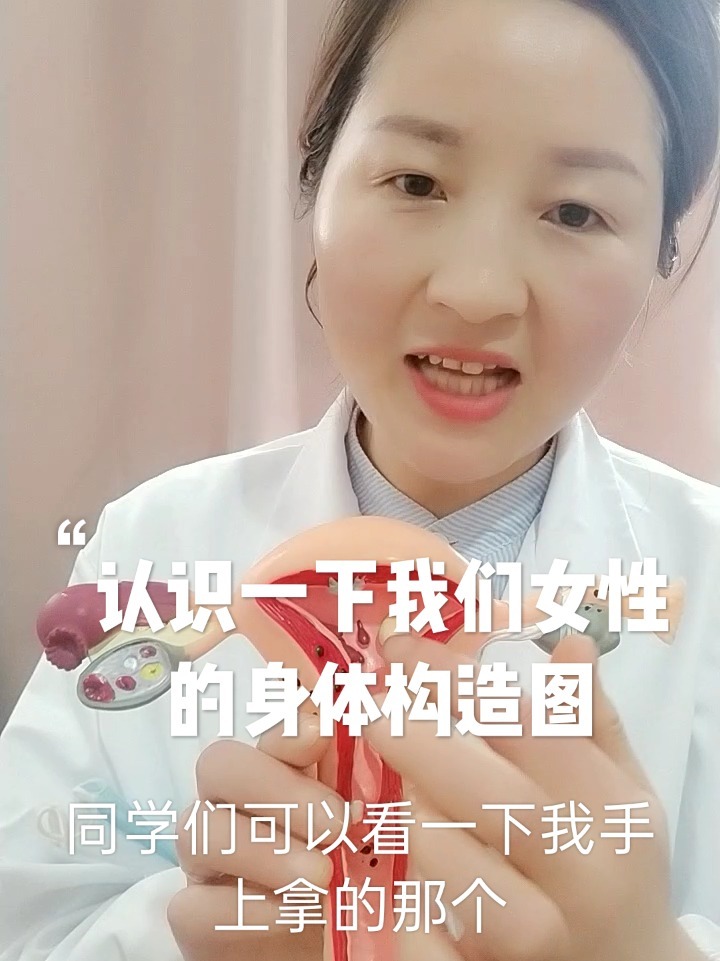 女性的身体构造都有哪些?