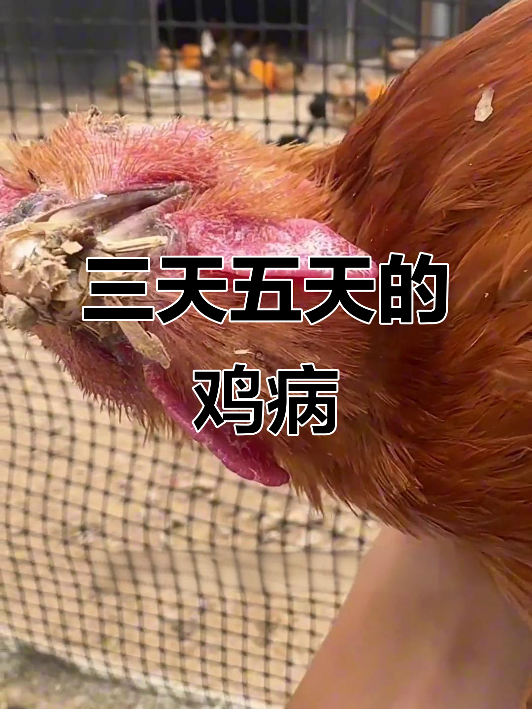 鸡脸肿了?三到五天内注意这种症状