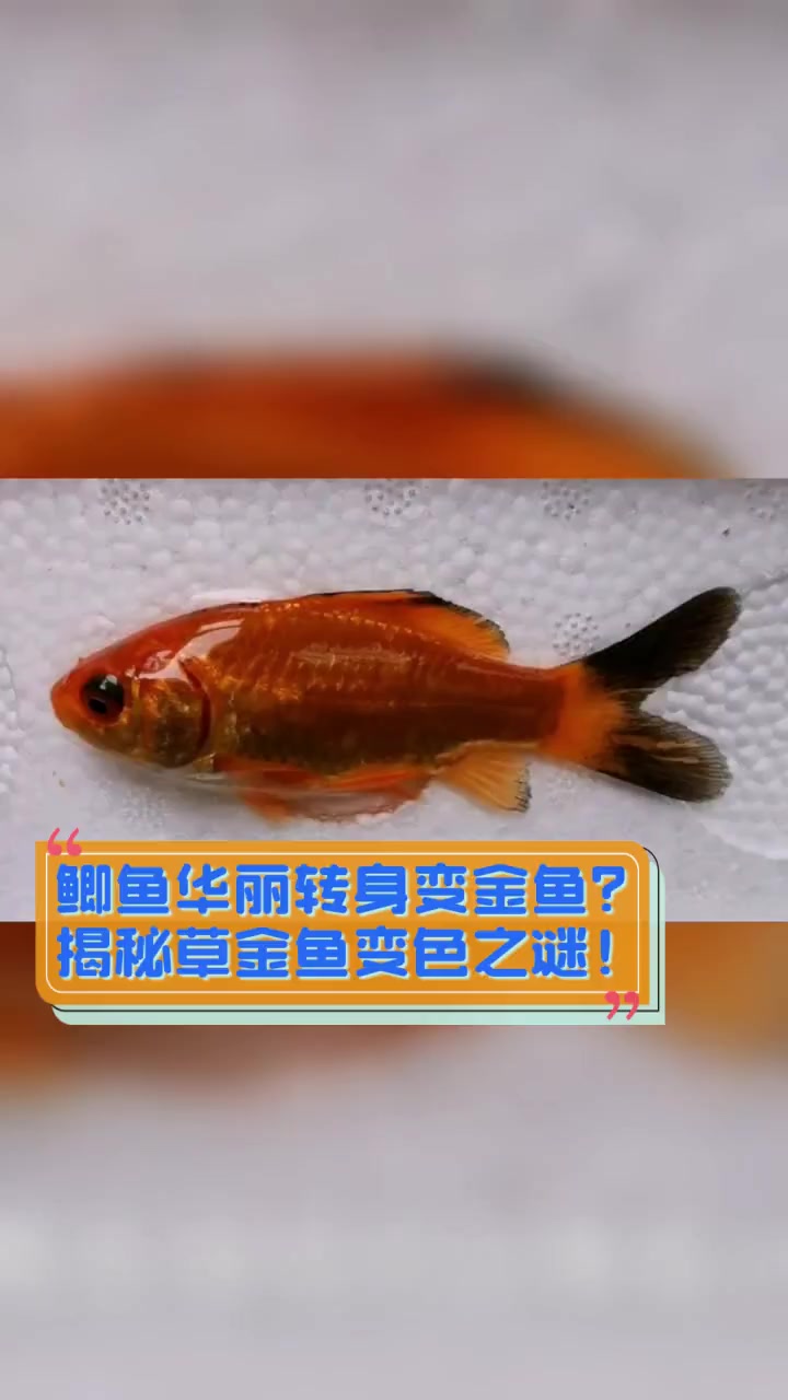 鲫鱼华丽转身变金鱼?揭秘草金鱼变色之谜!