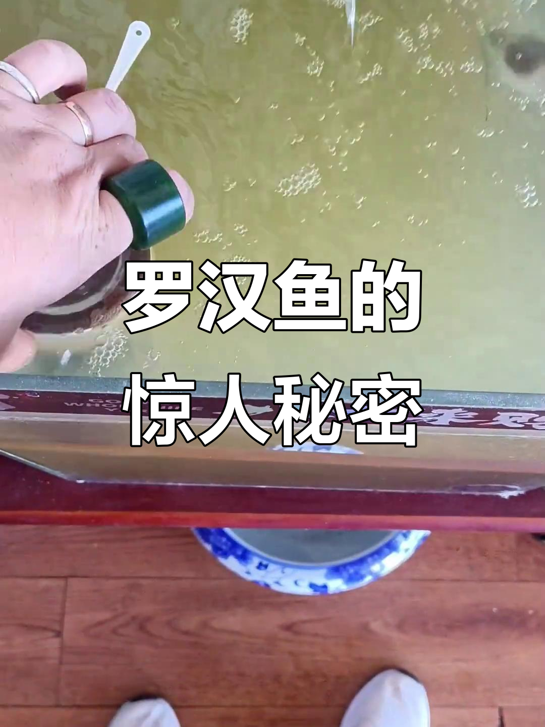 罗汉鱼大脑袋里全是脂肪,竟然被这些孩子玩弄于股掌之中!