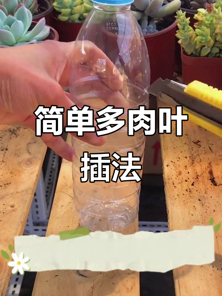 用矿泉水瓶轻松叶插,多肉爆盆小技巧