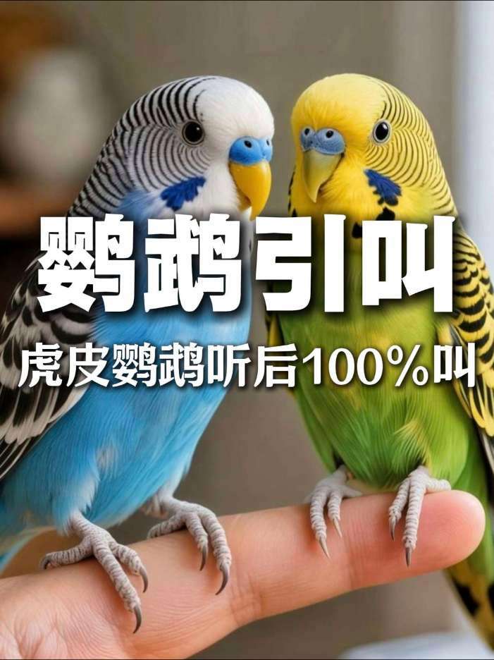 虎皮鹦鹉叫声，放给你家鹦鹉听100%引叫。#鹦鹉叫声 #鹦鹉引叫 #鹦鹉鸣叫 #虎皮鹦鹉说