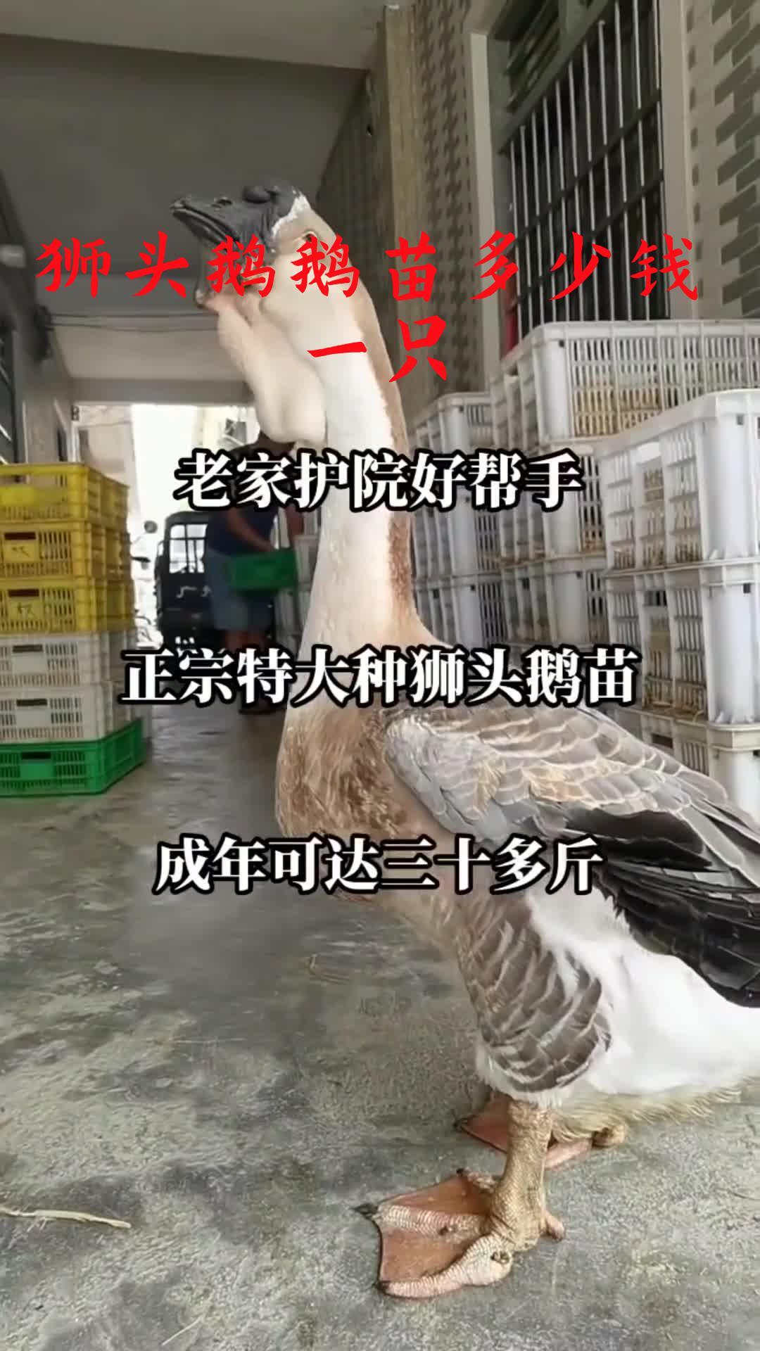 重庆市綦江区哪里有卖狮头鹅的 鹅苗狮头鹅批发 狮头鹅鹅苗