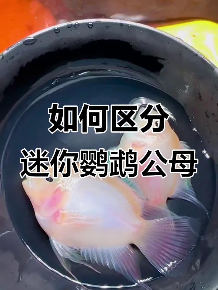 迷你鹦鹉鱼公母分辨技巧,轻松掌握!