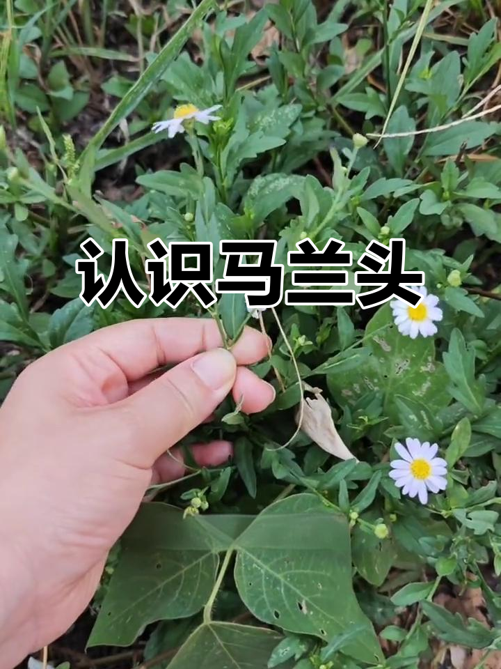 马兰头:春天美味野菜,夏季美丽花茶