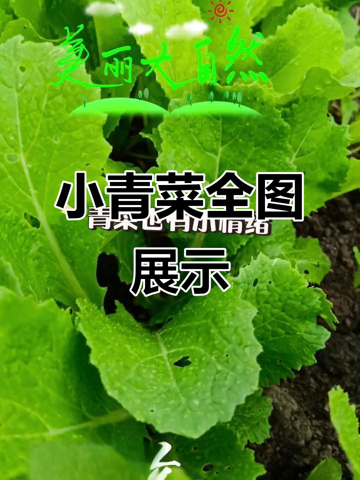 小青菜高清图片大集合，快来看看吧！