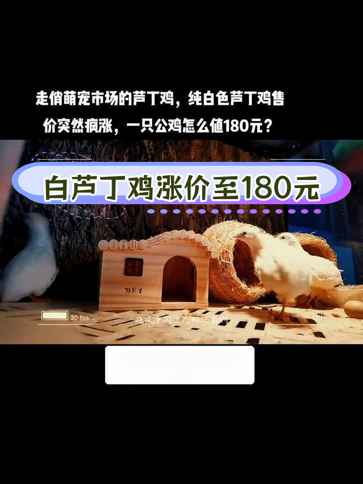 芦丁鸡市场火爆,纯白公鸡180元一只