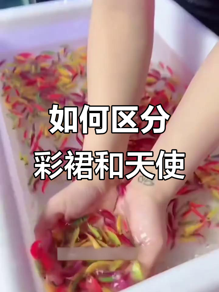 彩裙鱼与天使鱼的辨别技巧，颜色不掉才是真