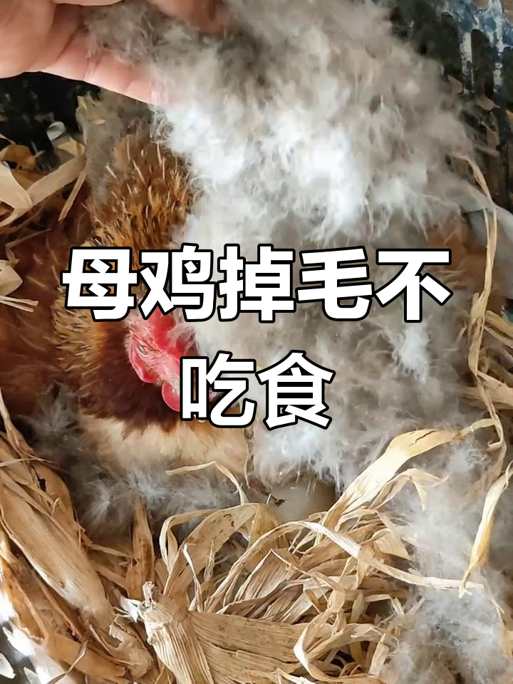 母鸡掉毛不吃不喝,守窝不动真让人担心