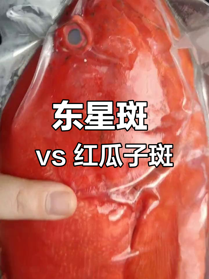 红瓜子斑与东星斑,哪种更美味?深海鱼火锅大比拼